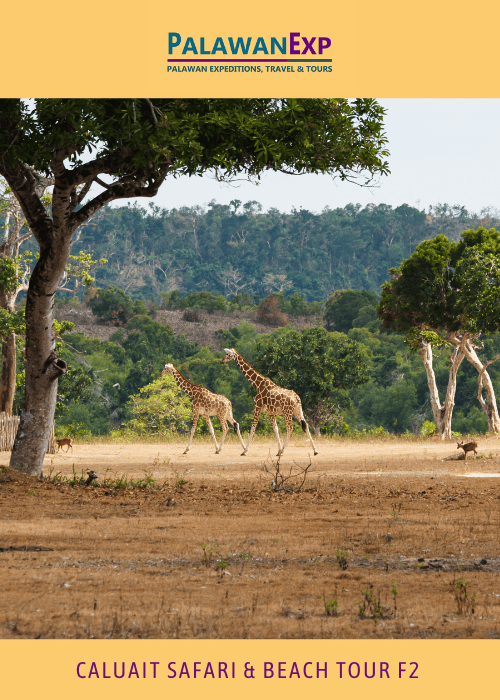 Calauit Safari with Beach Tour F2