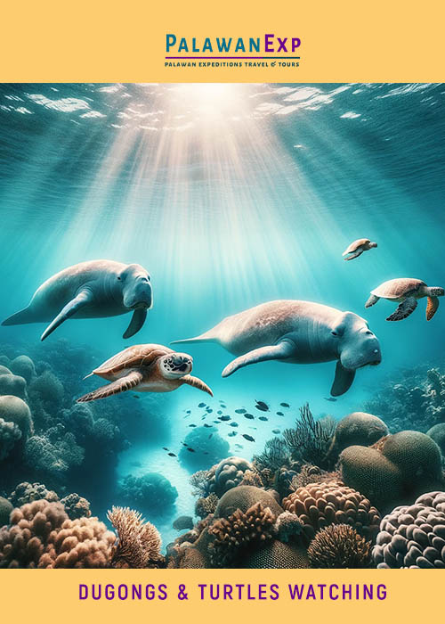 Dugongs & Turtles Watching